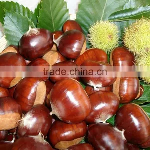 High Quality Fresh Chestnuts for Sale thumbnail-5