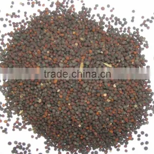 Canola Seed thumbnail-1