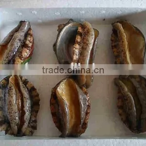Wholesale Hight Quality Fresh Alive Abalone thumbnail-2