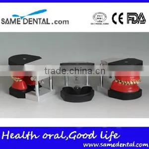 Dental Orthodontic Operational Training Model DEA-32 thumbnail-3
