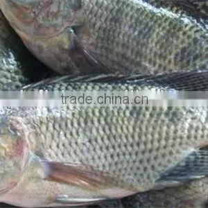 Frozen Fresh Tilapia Suppliers HHF thumbnail-1