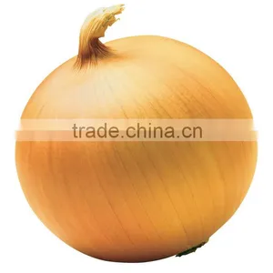 Gold Onion ( Crops 2013) thumbnail-1