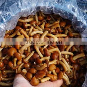Salty Flavor Slice NAMEKO Mushroom thumbnail-1