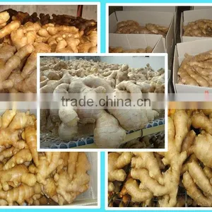 2014 New Air Dry Fresh Ginger thumbnail-2