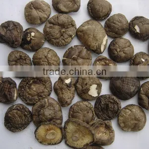 Black Smooth Mushroom 1 thumbnail-1