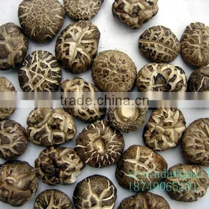 Dried Sping Mushroom thumbnail-1