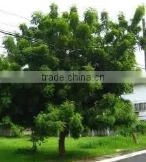 Neem Oil thumbnail-1