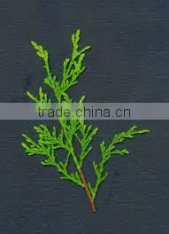 Best Exporter of Natural & Pure Cypress Essential Oil thumbnail-3