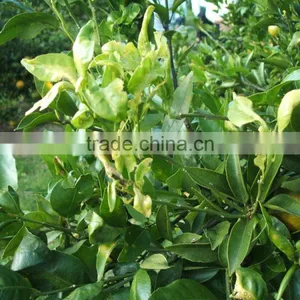 Liquid Fertilizer thumbnail-2