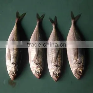 Good Quality Frozen Round Scad 10-12pcs/kg thumbnail-1