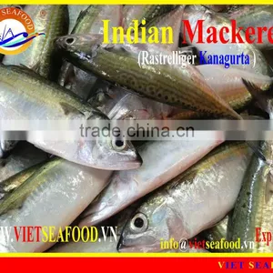 FROZEN INDIAN MACKEREL thumbnail-6