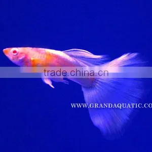 Guppy Fish / Ornamental Fish Exporter thumbnail-1
