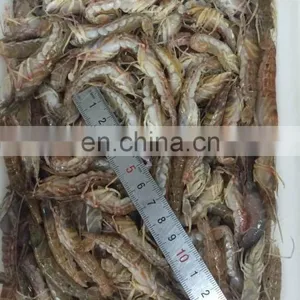 FROZEN MUD SHRIMP WHOLE ROUND thumbnail-2