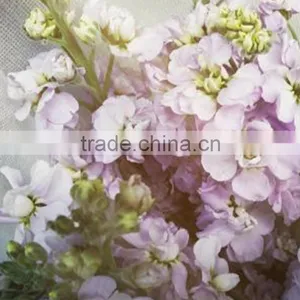 China Hot-sale Cut Fresh Pink and Violet Cotton Bakers Twine thumbnail-2