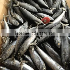 Frozen Tuna Bonito Fish Whole Round thumbnail-4
