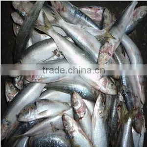 HACCP Certification Fresh Frozen Sardines on Sales thumbnail-1