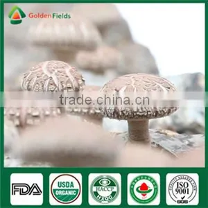 Healthy Food Nutritious Medicinal Fresh Dried China Supplier Shiitake Mushroom for Farm Garden Restaurant thumbnail-1