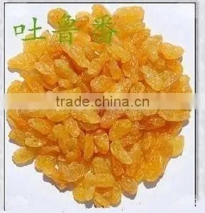 Golden Raisin Yellow Raisin Green Raisin thumbnail-3