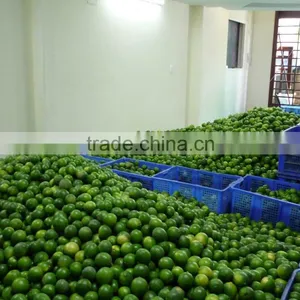 CHEAPER PRICE VIETNAM FRESH LIME thumbnail-5