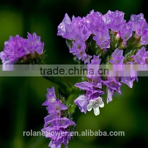 Supply Gypsophila Million Stars Cutting New Gypsophila With 1kg/bundle From Yunnan, China thumbnail-2