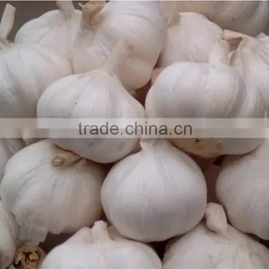 Fresh Garlic-Normal White Fresh Garlic thumbnail-6