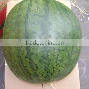 Watermelon thumbnail-1