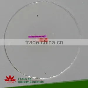 Hot Sale 50pcs Student Mixed Microscope Prepared Slides Set thumbnail-3