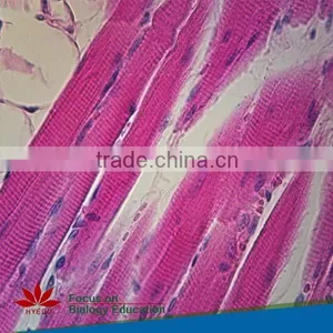 100pcs/set Histology and Embryology Microscope Glass Slides thumbnail-4