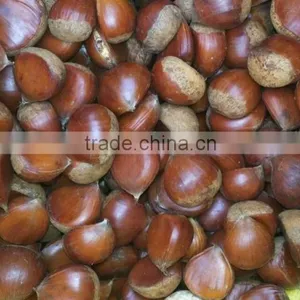 40-50, 50LB Gunny Bag Chinese Fresh Chestnuts Wholesale Chestnut thumbnail-3