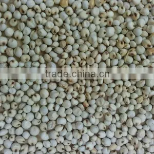 WHITE SORGHUM thumbnail-4