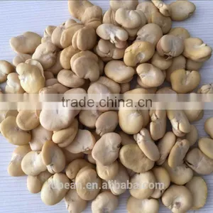 BROAD BEANS thumbnail-5