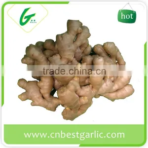 Air Dry Fresh Ginger thumbnail-5
