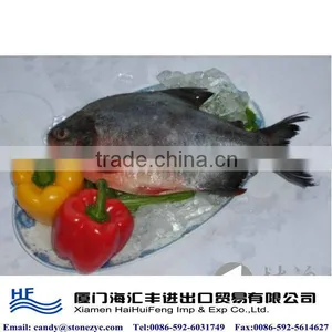 Fresh Frozen Pomfret Wholesale thumbnail-1