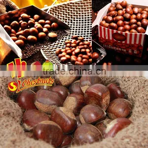 Hot Selling Big Size Chinese Chestnuts--Tai an Chestnuts thumbnail-2