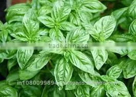 Basil Oil thumbnail-1