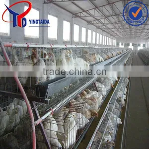 Automated Chicken Layer Cage thumbnail-1