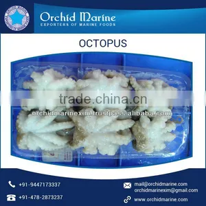 Huge Quantity of Frozen Octopus Available in Different Sizes thumbnail-5