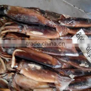 Best Frozen Illex Argentinus Squid Price thumbnail-2