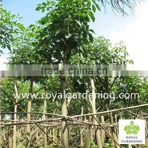 Tabebuia Rosea Landscaping Tree Pinky Flower Tree thumbnail-2