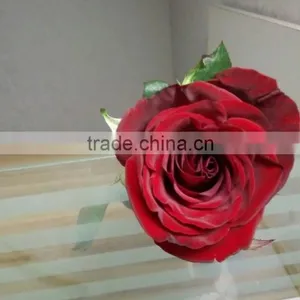 2016 Hot Sale Decorative Rose Flower Valentine's Day Occasion Fresh Cut Rose Flower Single Head thumbnail-1