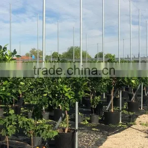 Lemon Tree - Citrus Limon thumbnail-4