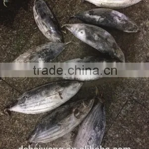 Frozen Skipjack Tuna From Chinese Manufacture With Size 300 - 750 g + thumbnail-2