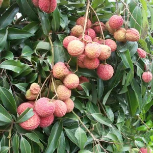 Japan Lychee Trees With Grafting Korea Lychee Trees thumbnail-4