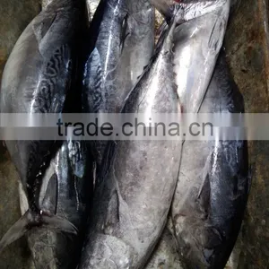 Frozen Auxis Thazard Bonito Tuna Fish WR thumbnail-1