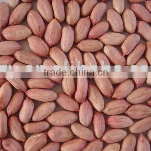 Peanut Kernel thumbnail-1