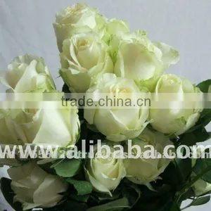 Fresh Cut White Color Rose Flowers thumbnail-1