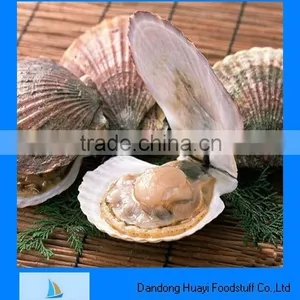High Quality of Scallop thumbnail-1