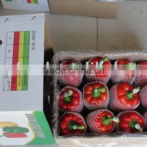 2016 China New Crop Fresh Capsicum thumbnail-1