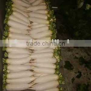 White Radish thumbnail-1