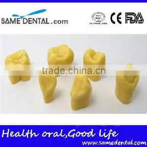 2 Times Tooth Model Dental Eduction Assistant No. DEA-14 thumbnail-2